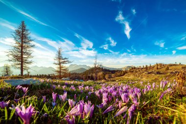Yeşil çimlerde yetişen güzel mor timsah çiçekleri, ilkbaharın ilk işareti. Mevsimlik Paskalya doğal geçmişi. Velika Planina, Kamnic, Slovenya