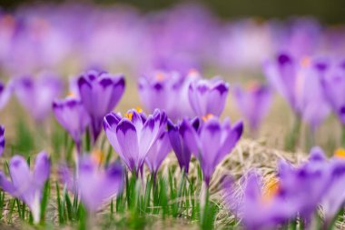 Kuru sarı çimlerde yetişen güzel mor timsah çiçekleri, ilkbaharın ilk işareti. Mevsimlik paskalya doğal arka planı.