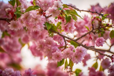 Bahçede yetişen Sakura 'nın taze pembe çiçekleri, doğal bahar Paskalya arka planı.