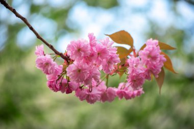 Bahçede yetişen Sakura 'nın taze pembe çiçekleri mavi gökyüzüne karşı, doğal bahar Paskalya arka planı.