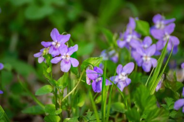 Viola reichenbachiana. Common Violet. Small purple flowers with green leaves blooming in forest at spring clipart