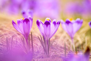 Kuru sarı çimlerde yetişen güzel mor timsah çiçekleri, ilkbaharın ilk işareti. Mevsimlik paskalya doğal arka planı.