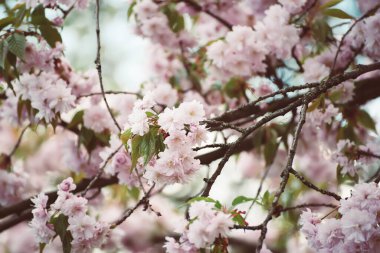 Bahçede yetişen Sakura 'nın taze pembe çiçekleri, doğal bahar Paskalya arka planı.