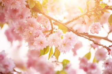Bahçede yetişen Sakura 'nın taze pembe çiçekleri, doğal bahar Paskalya arka planı.