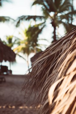 Dominik Cumhuriyeti 'ndeki güzel Karayip plajı. Tropik cennet gibi, palmiye ağaçları ve saman kulübesi olan bir yaz manzarası. Kopyalama uzayı ile seyahat et. Tatil gevşeme kavramı