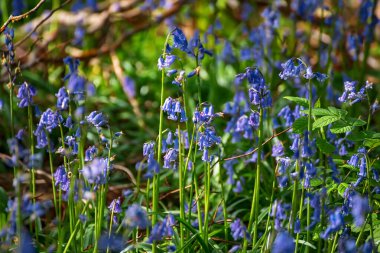 Çiçek açan güzel bahar menekşe mavisi çiçekler. Yaygın çan çiçekleri ya da sümbül olmayan sümbül çiçekleri. Yakın plan. Hallerbos Ormanı, Halle, Belçika, açık hava botanik geçmişi, doğanın güzelliği.