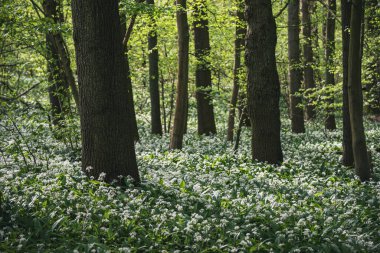 Ağaçların ve Belçika 'nın her yerinde yabani sarımsak çiçekli Ramsonların olduğu göz kamaştırıcı bir bahar kayın ağacı sahnesi.