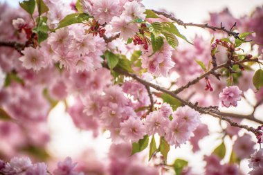 Bahçede yetişen Sakura 'nın taze pembe çiçekleri, doğal bahar Paskalya arka planı.