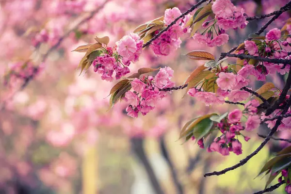 Bahçede yetişen Sakura 'nın taze pembe çiçekleri, doğal bahar Paskalya arka planı.