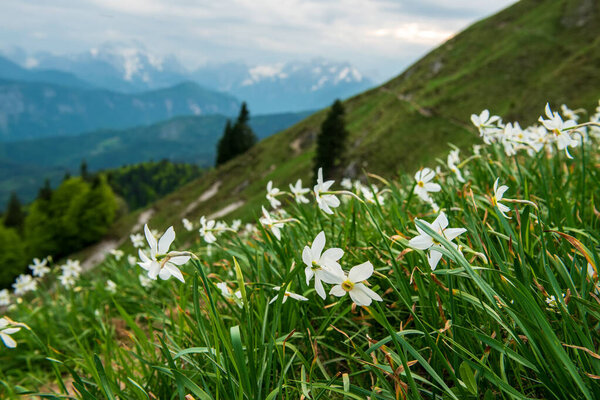 Beautiful mountain landscape with white daffodil narcissus flowers on Golica peak in Karavanke range, Slovenia, seasonal spring background