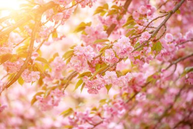 Bahçede yetişen Sakura 'nın taze pembe çiçekleri, doğal bahar Paskalya arka planı.