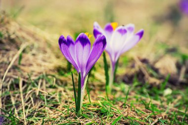 Kuru sarı çimlerde yetişen güzel mor timsah çiçekleri, ilkbaharın ilk işareti. Mevsimlik paskalya doğal arka planı.
