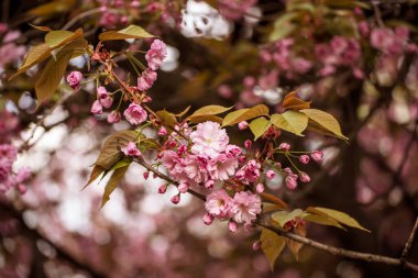Bahçede yetişen Sakura 'nın taze pembe çiçekleri, doğal bahar Paskalya arka planı.