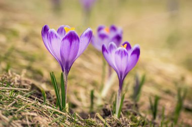 Kuru sarı çimlerde yetişen güzel mor timsah çiçekleri, ilkbaharın ilk işareti. Mevsimlik paskalya doğal arka planı.