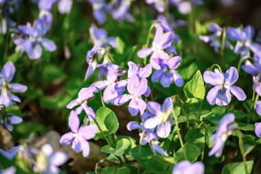 Viola reichenbachiana. Hadi Violet. Baharda ormanda açan yeşil yapraklı küçük mor çiçekler.