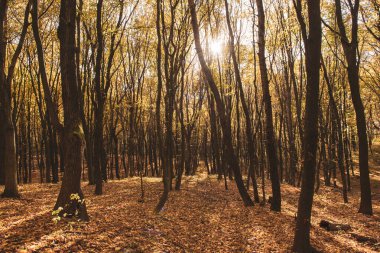 Sonbahar ormanının ortasında. Güneş renkli yaprakların arasında parlıyor. Mevsimlik sonbahar arka planı, güzel manzara