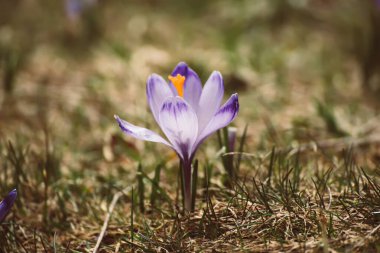Kuru çimlerin üzerinde büyüyen tek güzel, menekşe çiçeği, ilkbaharın ilk işareti. Mevsimlik Paskalya arkaplanı.