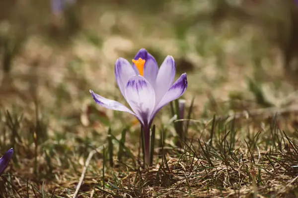 Kuru çimlerin üzerinde büyüyen tek güzel, menekşe çiçeği, ilkbaharın ilk işareti. Mevsimlik Paskalya arkaplanı.