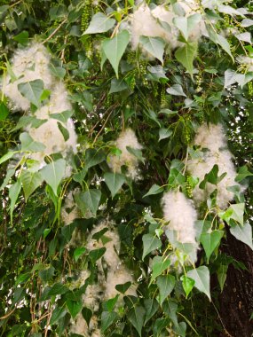 Kavak ağacının yeşermesi, yeşil yaprakların arasındaki dalda beyaz tüyler, alerji sağlık konsepti
