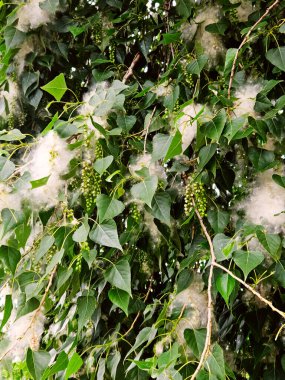 Kavak ağacının yeşermesi, yeşil yaprakların arasındaki dalda beyaz tüyler, alerji sağlık konsepti
