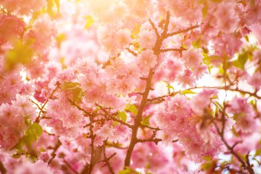 Bahçede yetişen Sakura 'nın taze pembe çiçekleri, doğal bahar Paskalya arka planı.