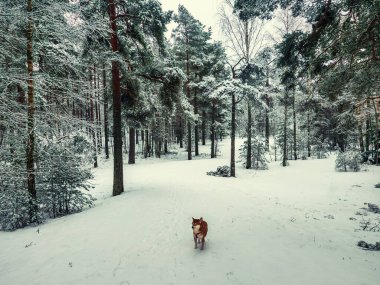 Kış ormanında komik dost canlısı kahverengi Shiba Inu köpeği, evcil hayvan konsepti.