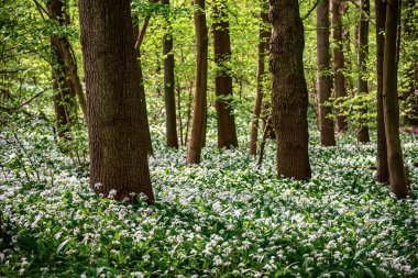 Ağaçların ve Belçika 'nın her yerinde yabani sarımsak çiçekli Ramsonların olduğu göz kamaştırıcı bir bahar kayın ağacı sahnesi.