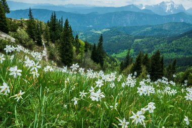 Slovenya 'nın Karavanke bölgesindeki Golica dağındaki beyaz nergis çiçekleri mevsimlik bahar arkaplanı
