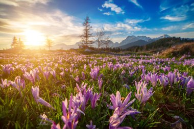 Yeşil çimlerde yetişen güzel mor timsah çiçekleri, ilkbaharın ilk işareti. Mevsimlik güneşli Paskalya doğal arka planı. Velika Planina, Kamnic, Slovenya