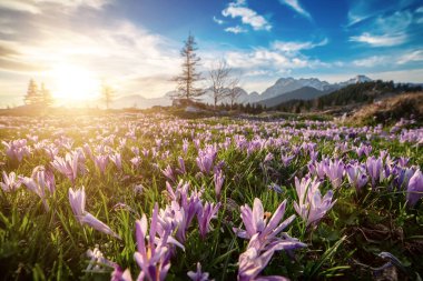 Yeşil çimlerde yetişen güzel mor timsah çiçekleri, ilkbaharın ilk işareti. Mevsimlik güneşli Paskalya doğal arka planı. Velika Planina, Kamnic, Slovenya