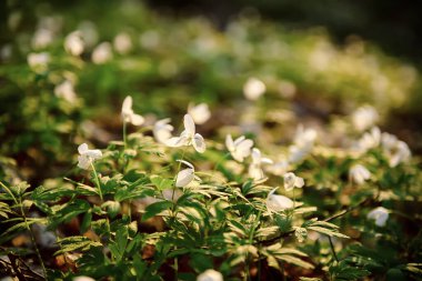 Güzel beyaz şakayık çiçekleri İlkbaharda ormanda yetişir, Doğal açık hava mevsimsel yumuşak arka plan