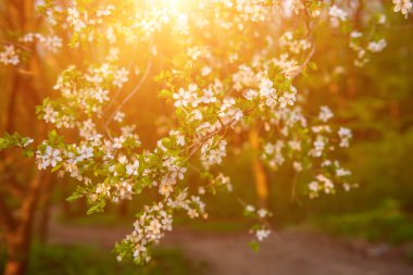 Bahar mevsiminde yeşil yapraklı kayısı eriği ağacı çiçekleri, klasik çiçek arkaplanı.