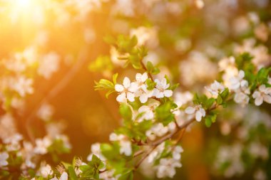 Bahar mevsiminde yeşil yapraklı kayısı eriği ağacı çiçekleri, klasik çiçek arkaplanı.