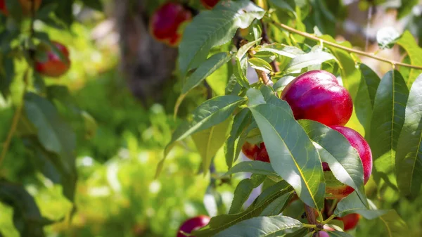Par Melocotones Nectarina Crece Árbol Fruta Natural Orgánica Fresca Luz —  Fotos de Stock