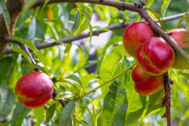 Ağaç dalında taze taze şeftali. Güneş ışığında taze organik doğal meyve. Yeşil arka plan bulanık.