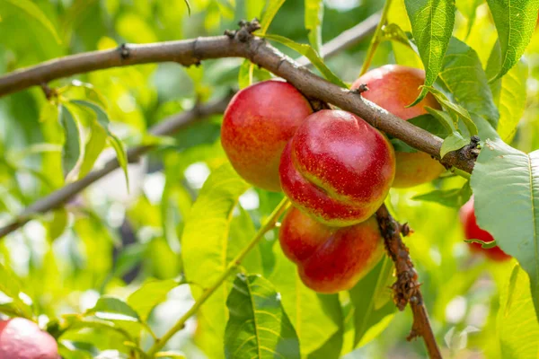 ツリーブランチで育つ新鮮なネクタリン桃 太陽の光で新鮮な有機天然果実 ぼやけた緑の背景 — ストック写真