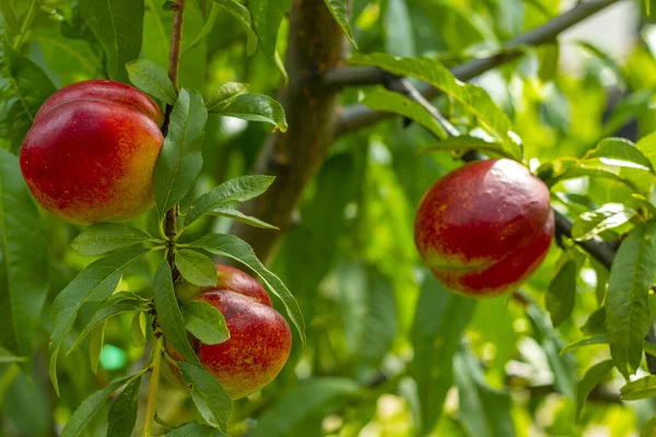 新鮮な熟した蜜の桃は木で育ちます サンライトブルーグリーンバックの新鮮なオーガニックフルーツ — ストック写真