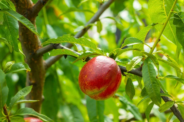 Pêssego Fresco Nectarina Única Crescendo Ramo Fruta Natural Orgânica Fresca — Fotografia de Stock