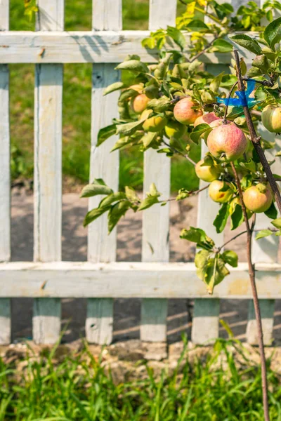 若いリンゴの木の実りある収穫 枝の上のリンゴは白い塀の後ろの庭で育ちます — ストック写真