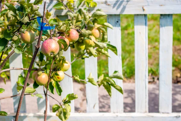 若いリンゴの木とその上で実りある収穫 枝の上のリンゴは白い塀の後ろの庭で育ちます — ストック写真