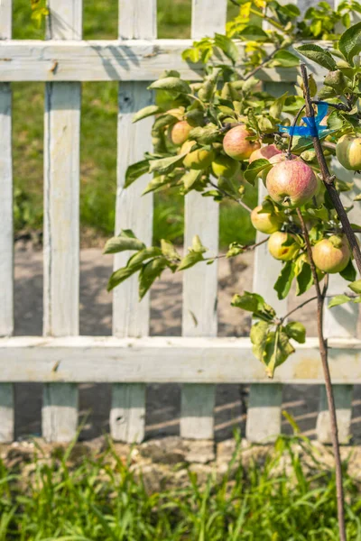 Fruktbar Skörd Ungt Äppelträd Äpplen Gren Växer Trädgården Bakom Vitt — Stockfoto