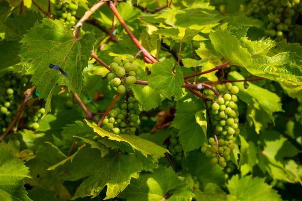 Uvas Verdes Vino Inmaduras Que Crecen Planta Uva Natural Colgando —  Fotos de Stock