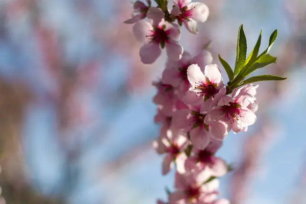 Spring Blossom Branch Peach Nectarine Agriculture Beautiful Season Farming Springtime — Stock Photo, Image