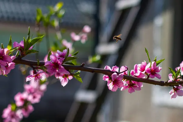 Bee Pollinates Nectarine Peach Blossom Flower Agriculture Beautiful Season Farming — Stock Photo, Image