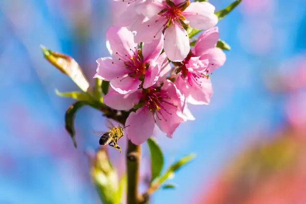 蜜蜂给桃花授粉 农业美丽季节农耕春景 — 图库照片#