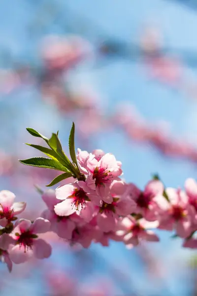 Kvetoucí Větev Broskvové Nektarínové Oblohy Pozadí Zemědělství Krásná Sezóna Zemědělství — Stock fotografie