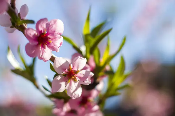 Bahar Nektarin Şeftali Dalının Çiçeği Tarım Güzel Mevsim Tarım Ilkbahar — Stok fotoğraf