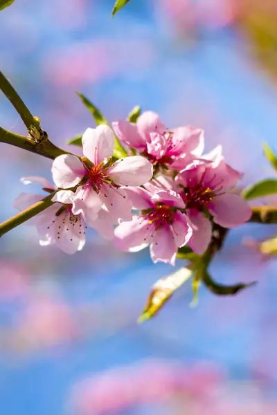 Bahar Dalında Şeftali Çiçeği Tarımı Güzel Mevsim Tarım Ilkbahar Manzarası — Stok fotoğraf