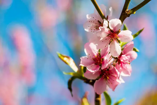 Bahar Ağacında Şeftali Çiçekleri Tarım Güzel Mevsim Tarım Ilkbahar Manzarası — Stok fotoğraf