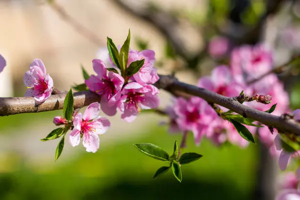 桃花开在枝条上 农业美丽季节农耕春景 — 图库照片#